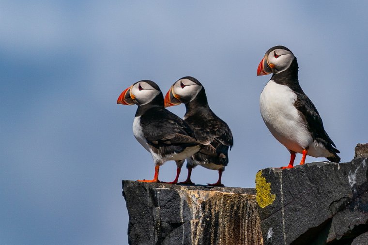 022 Farne eilanden, papegaaiduiker.jpg